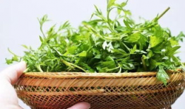 艾叶视频,探寻传统艾草的神奇功效与养生之道